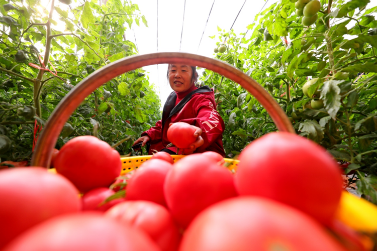 普罗旺斯西红柿“年货节”俏销的秘密
